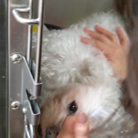 ”至急てす！飼い主さんを探しています”の画像