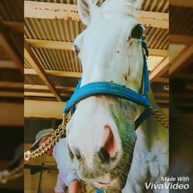 川崎競馬初日の画像