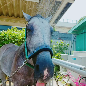 今日は暑さはシャワーが最高！の画像