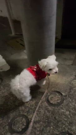 明けましておめでとうございますの記事動画