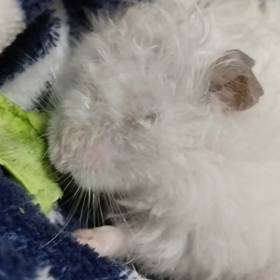 我が家の天使ちゃんの画像