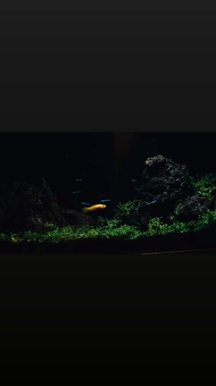 ナカザワ趣味編　植栽、そして成長の記事動画