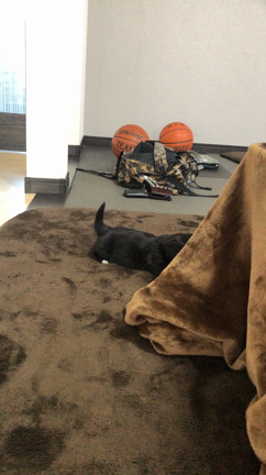 新しい家族の記事動画