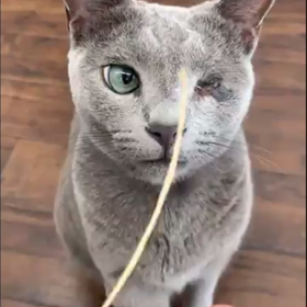 こんな動画も♪(´ε｀ )の画像