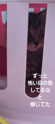 ラテ(=^ェ^=)3才になりました(*^^*)の記事動画