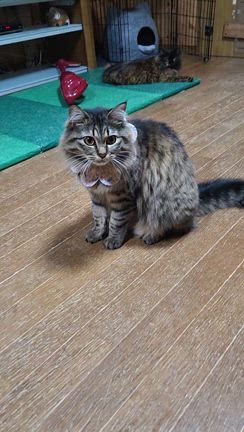 ラテ(=^ェ^=)3才になりました(*^^*)の記事動画