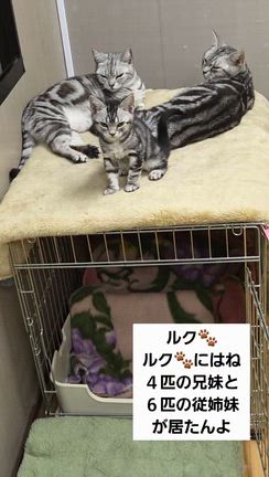書く事が出来なかったアメショ一族の事の記事動画