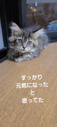 ラテ(=^ェ^=)3才になりました(*^^*)の記事動画