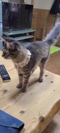 ラテ(=^ェ^=)3才になりました(*^^*)の記事動画