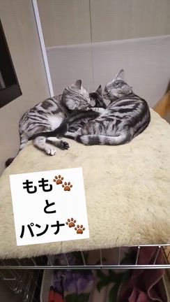 書く事が出来なかったアメショ一族の事の記事動画