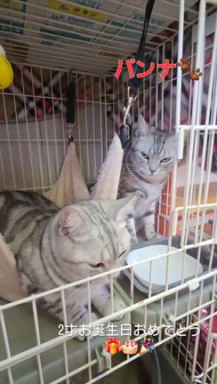 2才お誕生日おめでとう(=^ェ^=)の記事動画