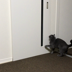 扉を開ける動画の画像
