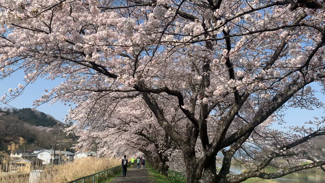 桜のトンネルをお散歩しませんか？の記事動画