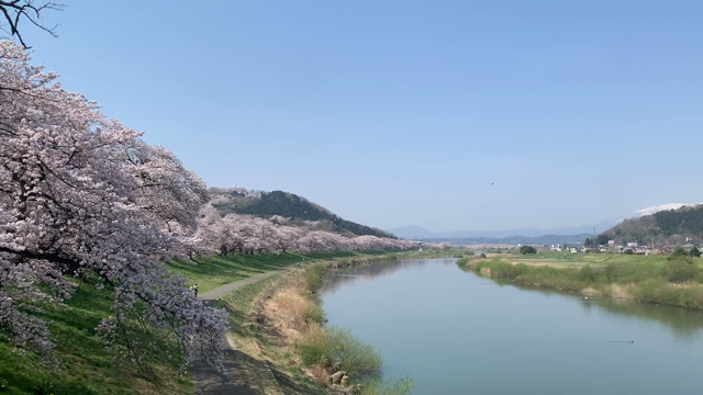 桜のトンネルをお散歩しませんか？の記事動画