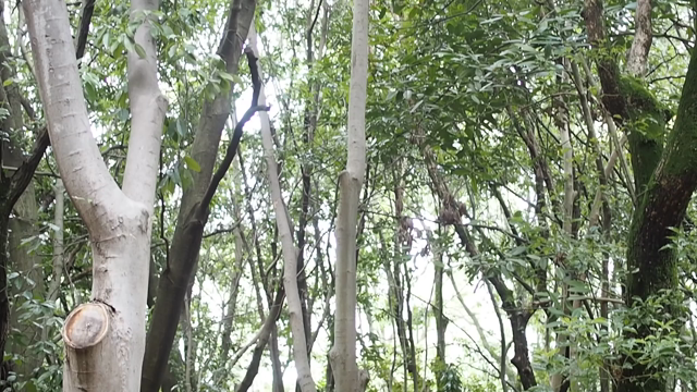 万博公園でのこと。ただそこにいるだけでいい。の記事動画