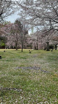 早朝の二条城を貸切で。静寂と華やぎに包まれた桜めぐりの記事動画