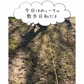 お散歩だよーの画像
