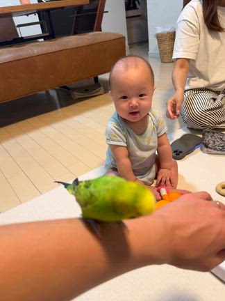 インコと共存が大変な赤ちゃんのリアル...の記事動画