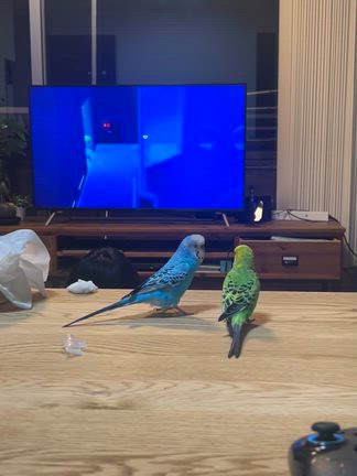 どうぶつの森よりもどうぶつの森の我が家と明日は急遽...の記事動画