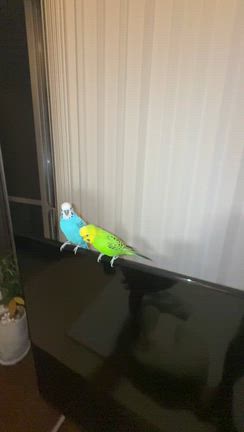 不思議そうにインコを見つめる次女の記事動画