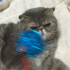 まりもとふくの画像