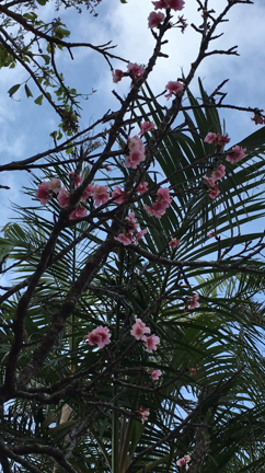 サンタンカの花と父の命日の記事動画