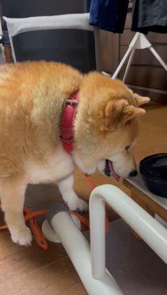毎日蒸し暑いの記事動画