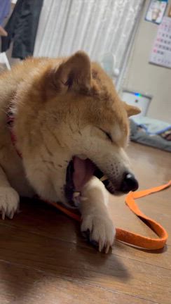 りんちゃんの記事動画