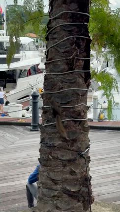 2024年クリスマス　at Singapore その③セントーサ島の記事動画