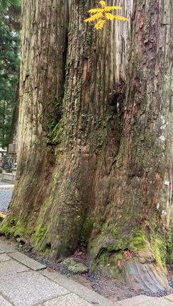 【高野山日帰り旅行②】奥の院〜金剛峯寺を散歩、雨の高野山で雲海に出会えた夫婦旅の記事動画