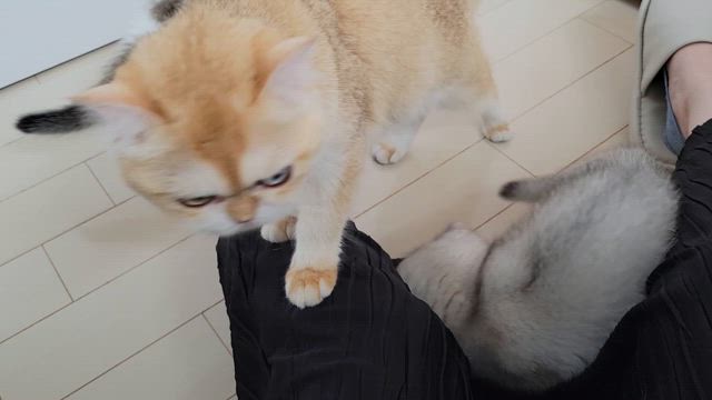 癒しを求める方への記事動画