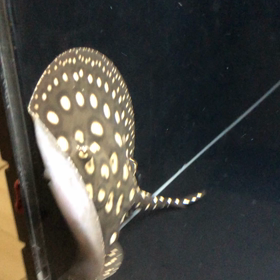 こんにちはの画像