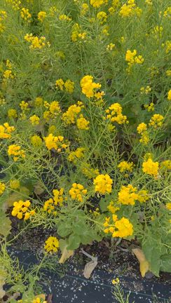 菜の花の記事動画