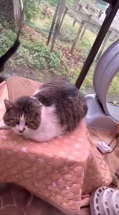 今日のおんぷちゃんの記事動画