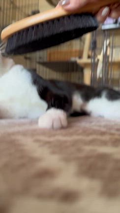 今日は中国茶のお稽古でしたの記事動画