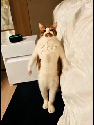 泣いたり笑ったりの記事動画