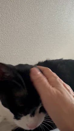 今日のおんぷちゃんの記事動画