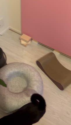 ママと呼ばれた気がして( ˶°⌓°˶)の記事動画