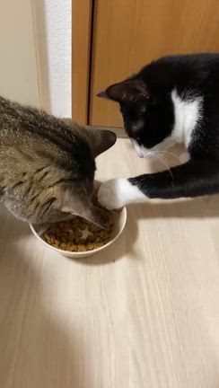 さて、今日からは。の記事動画