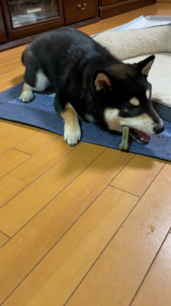 硬めのおやつの記事動画