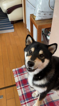 アレの記事動画