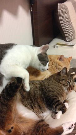 ３月のカレンダーと、ニャンズと、決意表明の記事動画