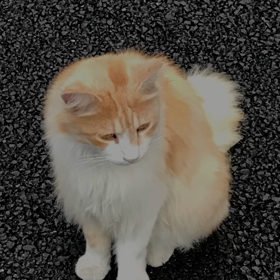 アリエルの画像