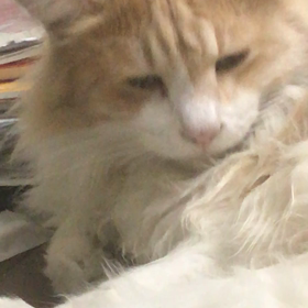 アリエルの画像