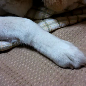 本日のダイジェストと可愛いイビキのサムネイル画像
