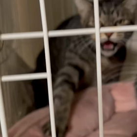 人と猫達の信頼関係を築くのサムネイル画像