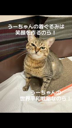 病院へG O！！！マー君の記事動画