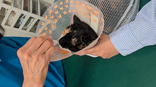 病院へGO！三毛ポの記事動画
