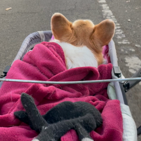 猫と犬一緒にいると…？のサムネイル画像