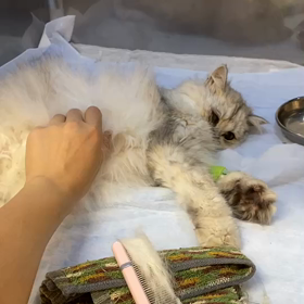 どこのどいつだ！その後のサムネイル画像
